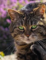 可爱的大眼萌猫高清图片免费下载