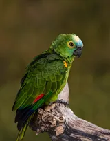 最有灵性的鸟，黄嘴绿毛的鹦鹉图片