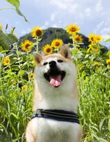 花中最灿烂的狗狗笑容图片高清