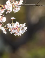 被奉为日本国花的“樱花”写真图片大全