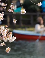 被奉为日本国花的“樱花”写真图片大全