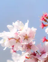 被奉为日本国花的“樱花”写真图片大全