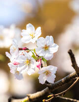 被奉为日本国花的“樱花”写真图片大全