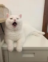 可爱的萌宠猫和狗狗的图片