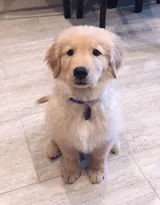 可爱的萌宠猫和狗狗的图片