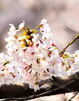 被奉为日本国花的“樱花”写真图片大全