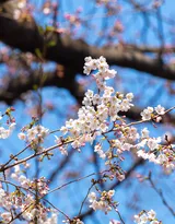 被奉为日本国花的“樱花”写真图片大全