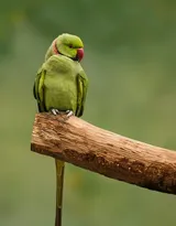 最有灵性的鸟，黄嘴绿毛的鹦鹉图片