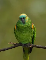 最有灵性的鸟，黄嘴绿毛的鹦鹉图片