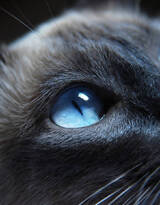 可爱的大眼萌猫高清图片免费下载