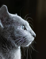 可爱的大眼萌猫高清图片免费下载