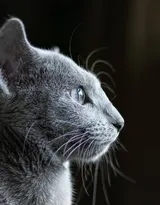 可爱的大眼萌猫高清图片免费下载