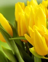 各种颜色唯美的郁金香花图片大全