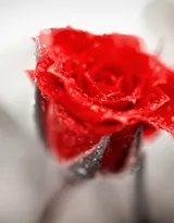 血色玫瑰，情人专属，示爱花卉“玫瑰花”图片