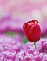 各种颜色唯美的郁金香花图片大全