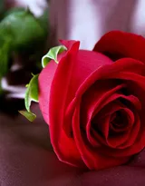 血色玫瑰，情人专属，示爱花卉“玫瑰花”图片