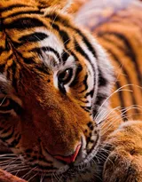 万兽之王“虎”老虎的高清图片