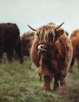 动物界的洗剪吹“牦牛”图片大全