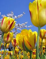 各种颜色唯美的郁金香花图片大全