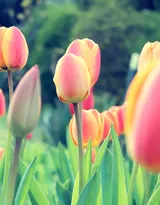 各种颜色唯美的郁金香花图片大全