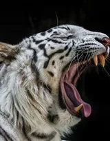 虎中贵族“白虎”图片大全