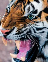 万兽之王“虎”老虎的高清图片