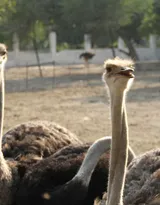 跑步小能手-鸵鸟图片