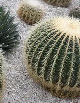 盆景仙人球图片