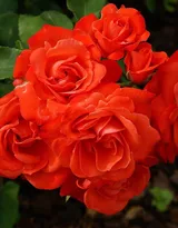 艳丽的红色玫瑰花植物花卉图片