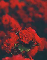 艳丽的红色玫瑰花植物花卉图片