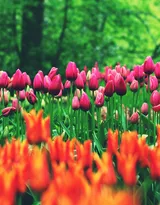 各种颜色唯美的郁金香花图片大全