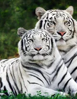 虎中贵族“白虎”图片大全