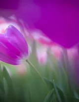 紫色唯美的郁金香图片