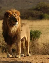 披头散发的雄性狮子图片