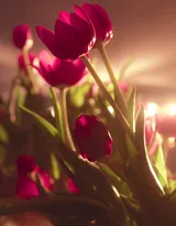 各种颜色唯美的郁金香花图片大全