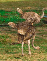 跑步小能手-鸵鸟图片