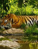 万兽之王“虎”老虎的高清图片
