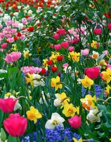 各种颜色唯美的郁金香花图片大全