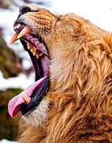 披头散发的雄性狮子图片