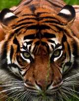 万兽之王“虎”老虎的高清图片