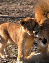 披头散发的雄性狮子图片