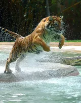 万兽之王“虎”老虎的高清图片