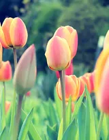 各种颜色唯美的郁金香花图片大全