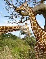 动物模特长颈鹿动物图片大全