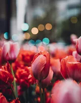 各种颜色唯美的郁金香花图片大全