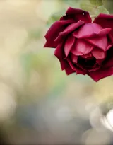 艳丽的红色玫瑰花植物花卉图片