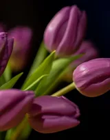 紫色唯美的郁金香图片