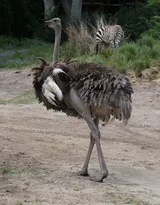 跑步小能手-鸵鸟图片