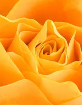 血色玫瑰，情人专属，示爱花卉“玫瑰花”图片