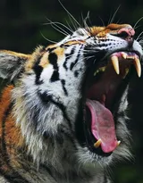 万兽之王“虎”老虎的高清图片